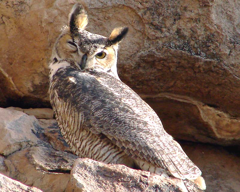 Owl near End Loop 2.19.2006
