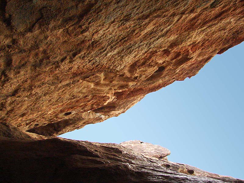 Underside of Algerita Face