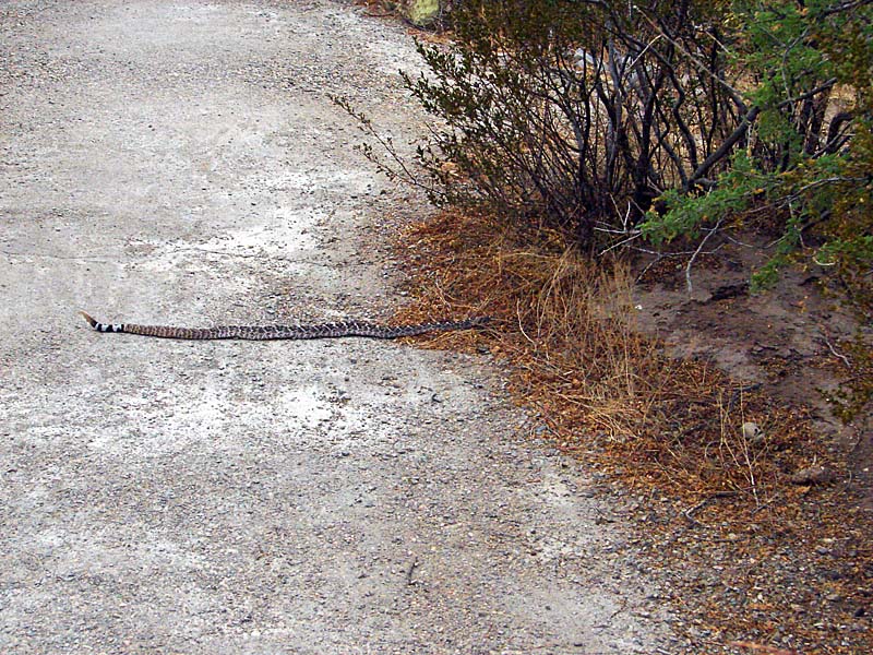 Rattlesnake near Michael Kenyon